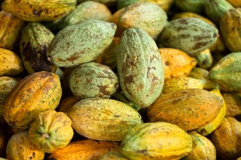 Fresh cocoa beans. Stock Photos
