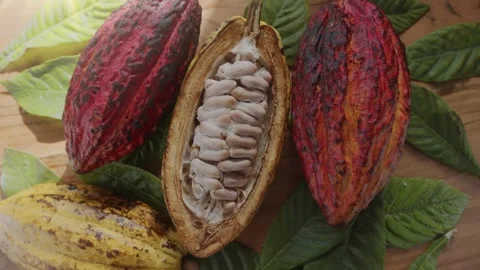 Fresh cocoa fruit with beans and cocoa leaves on a wooden table in the sunlight. Stock Footage 249660754