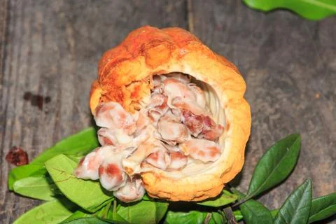 Fresh cocoa fruit (opened) Stock Photos