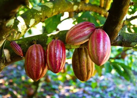 Fresh cocoa Stock Photos