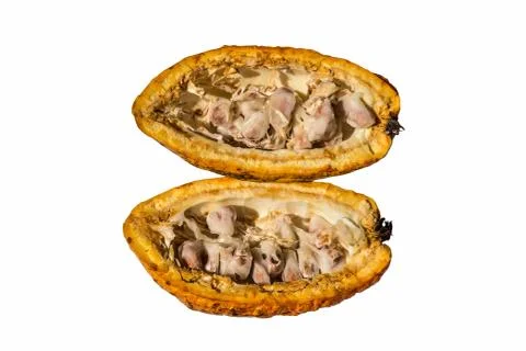 Fresh cocoa Stock Photos