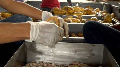 Fresh cocoa pod cut exposing cocoa seeds, with a cocoa plant in background Stock Footage 108473989