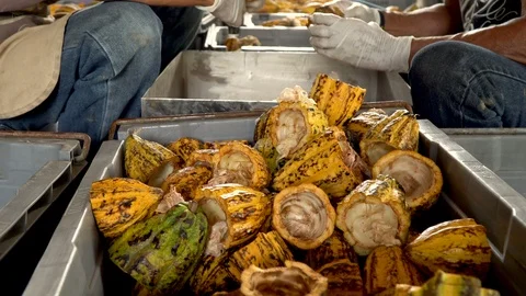 Fresh cocoa pod cut exposing cocoa seeds, with a cocoa plant in background Stock Footage 108476073