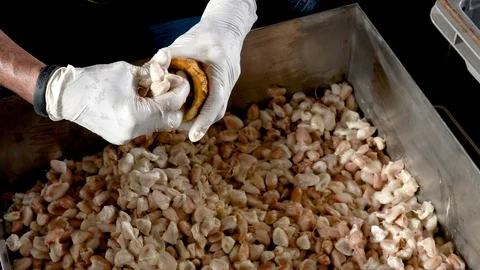 Fresh cocoa pod cut exposing cocoa seeds, with a cocoa plant in background Stock Footage 108476818