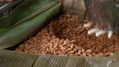 Fresh cocoa pod cut exposing cocoa seeds, with a cocoa plant Stock Footage 109138492