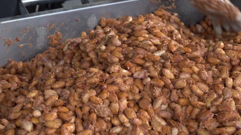 Fresh cocoa pod cut exposing cocoa seeds, with a cocoa plant Stock Footage 109140351