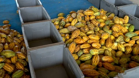 Fresh cocoa pod cut exposing cocoa seeds, with a cocoa plant Stock Footage 110705210