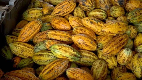 Fresh cocoa pod cut exposing cocoa seeds, with a cocoa plant Stock Footage 110708963