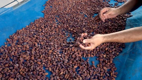 Fresh cocoa pod cut exposing cocoa seeds, with a cocoa plant Stock Footage 110712153