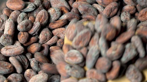 Fresh cocoa pod cut exposing cocoa seeds, with a cocoa plant Stock Footage 110716345