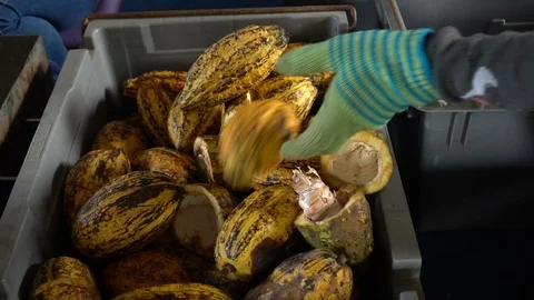Fresh cocoa pod cut exposing cocoa seeds, with a cocoa plant Stock Footage 110720890