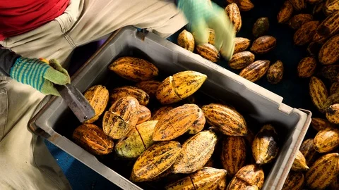 Fresh cocoa pod cut exposing cocoa seeds, with a cocoa plant Stock Footage 111628463