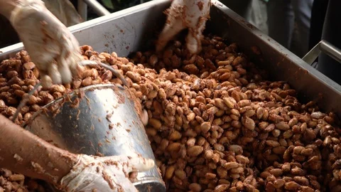Fresh cocoa pod cut exposing cocoa seeds, with a cocoa plant Stock Footage 111629110