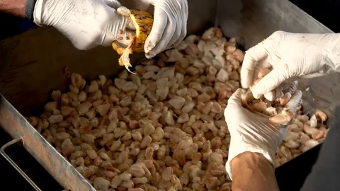Fresh cocoa pod cut exposing cocoa seeds, with a cocoa plant Stock Footage 111629998