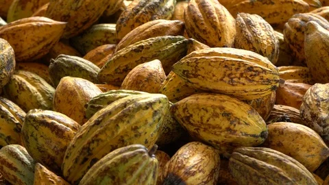 Fresh cocoa pod cut exposing cocoa seeds, with a cocoa plant Stock Footage 111631910