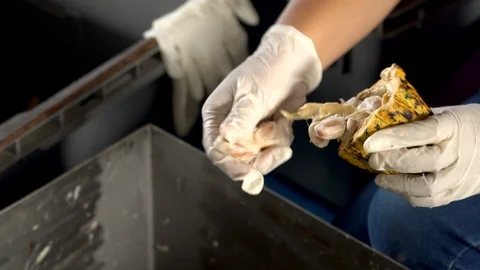 Fresh cocoa pod cut exposing cocoa seeds, with a cocoa plant Stock Footage 112819478