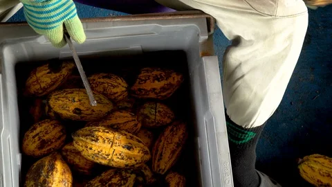 Fresh cocoa pod cut exposing cocoa seeds, with a cocoa plant Stock Footage 112821202