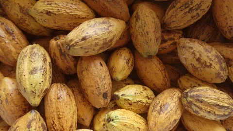 Fresh cocoa pod cut exposing cocoa seeds, with a cocoa plant Stock-Footage 116048899
