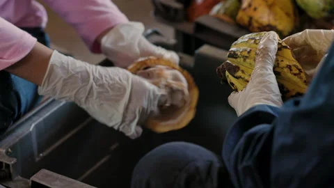 Fresh cocoa pod cut exposing cocoa seeds, with a cocoa plant Stock Footage 143641625