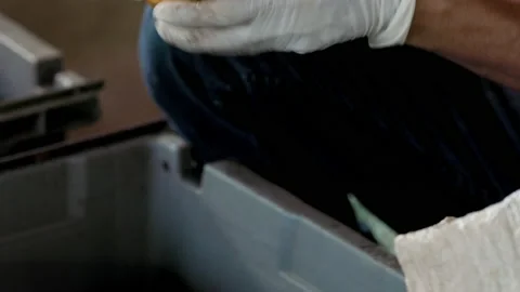 Fresh cocoa pod cut exposing cocoa seeds, with a cocoa plant Stock Footage 144102345