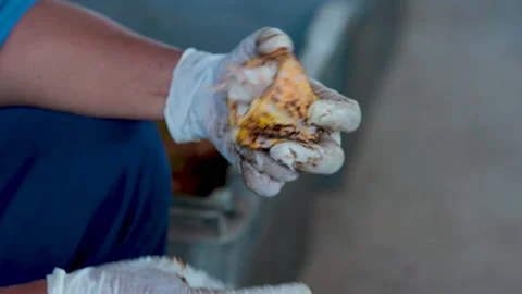 Fresh cocoa pod cut exposing cocoa seeds, with a cocoa plant Video stock 144313354