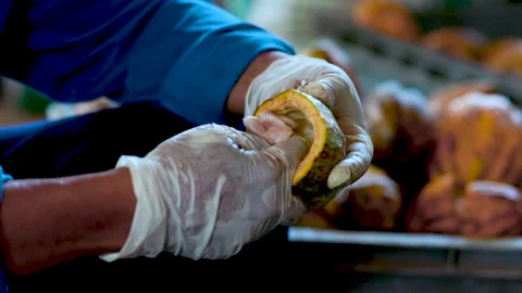 Fresh cocoa pod cut exposing cocoa seeds, with a cocoa plant Stock Footage 144804535