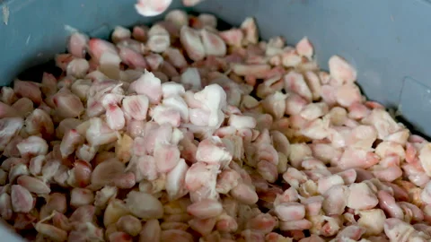 Fresh cocoa pod cut exposing cocoa seeds, with a cocoa plant Stock Footage 144804886