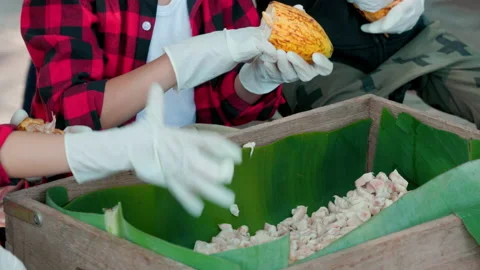 Fresh cocoa pod cut exposing cocoa seeds, with a cocoa plant Stock Footage 145118241