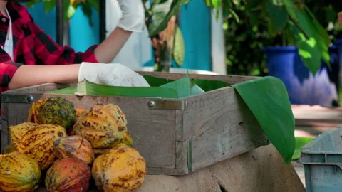Fresh cocoa pod cut exposing cocoa seeds, with a cocoa plant Stock Footage 145118428