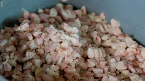 Fresh cocoa pod cut exposing cocoa seeds, with a cocoa plant Stock Footage 147904280