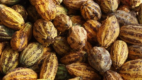 Fresh cocoa pod cut exposing cocoa seeds, with a cocoa plant in Thailand. Stock Footage 168364173