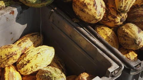 Fresh cocoa pod cut exposing cocoa seeds Stock Footage 168673439