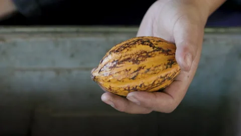 Fresh cocoa pod cut exposing cocoa seeds, with a cocoa plant Stock Footage 194885601