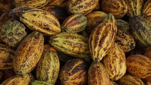 Fresh cocoa pod cut exposing cocoa seeds, with a cocoa plant Stock Footage 263003947