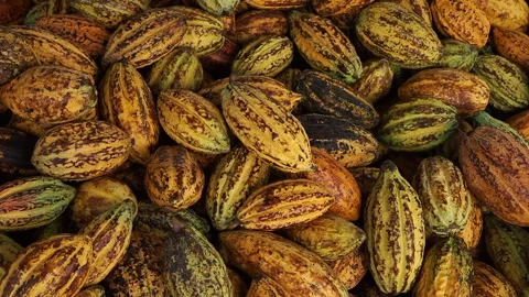 Fresh cocoa pod cut exposing cocoa seeds Stock Footage 263465297