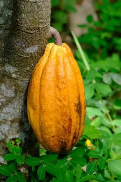 Fresh cocoa on the tree Stock Photos