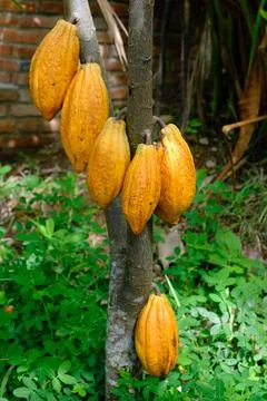 Fresh cocoa on the tree Stock Photos