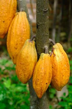Fresh cocoa on the tree Stock Photos