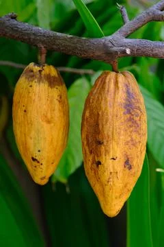 Fresh cocoa on the tree Stock Photos