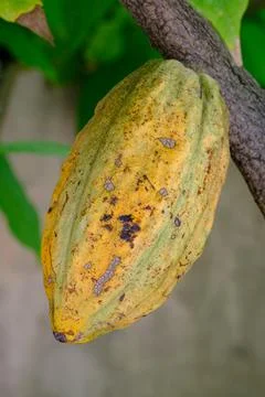 Fresh cocoa on the tree Stock Photos