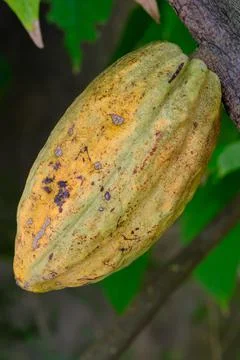 Fresh cocoa on the tree Stock Photos