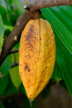 Fresh cocoa on the tree Stock Photos