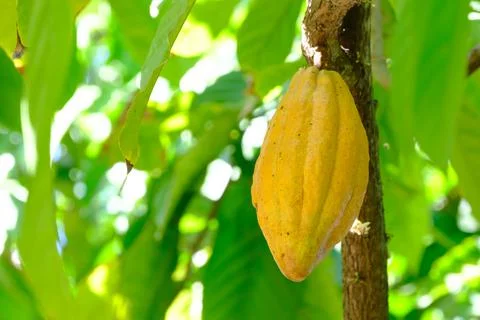 Fresh cocoa on the tree Stock Photos