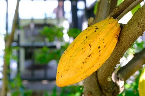 Fresh cocoa on the tree Stock Photos