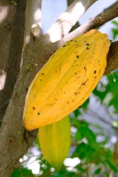 Fresh cocoa on the tree Stock Photos