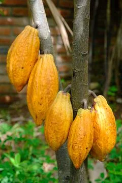 Fresh cocoa on the tree Stock Photos
