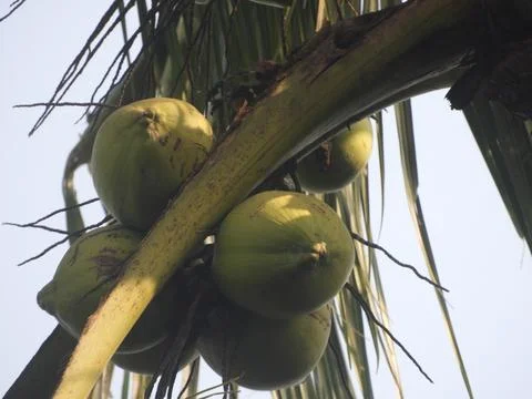 Fresh coconut bunch on the tree. Stock Photos