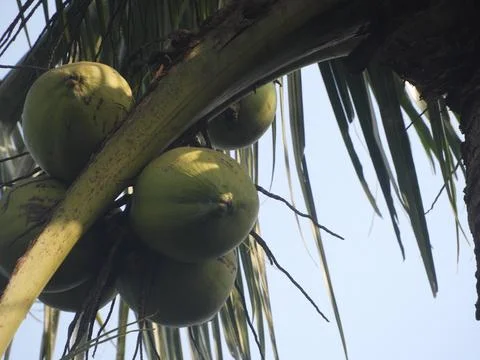 Fresh coconut bunch on the tree. Stock Photos