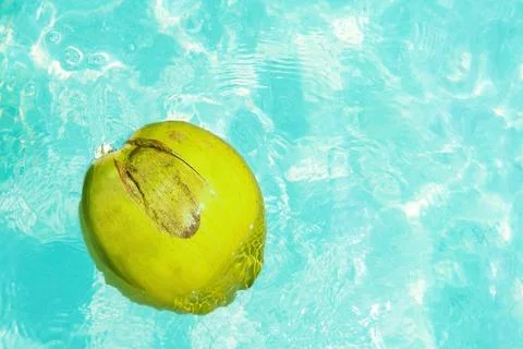 Fresh Coconut floating in a refreshing blue swimming pool. Фото