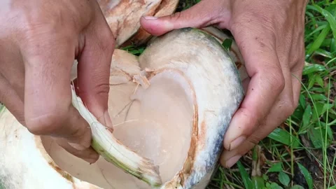  fresh coconut Stock Footage 321937149